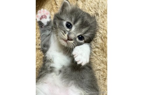 成約済の三重県のサイベリアン-89972の5枚目